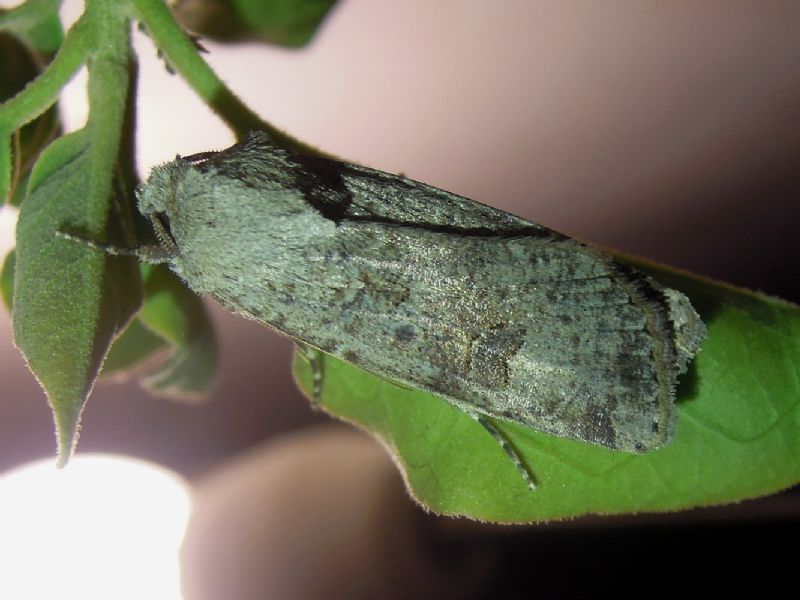 Agrotis cfr. trux, Noctuidae